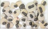Lot: - Reedops Trilobites - Pieces #77358-2